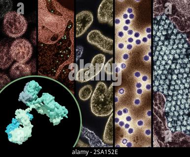 Rendu 3D d'un anticorps (avant-plan à gauche). Banque D'Images