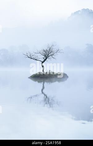 Beaux reflets avec un arbre solitaire à Rydal Water un matin de printemps brumeux dans le Lake District, Royaume-Uni. Banque D'Images