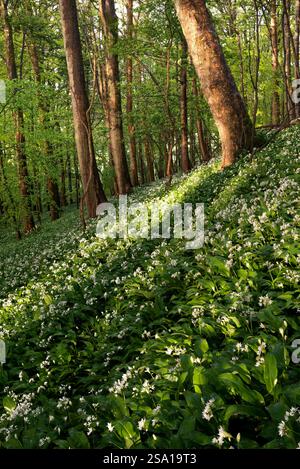 Belle lumière du matin illuminant l'ail sauvage dans une forêt forestière printanière dans le Lake District, Royaume-Uni. Banque D'Images