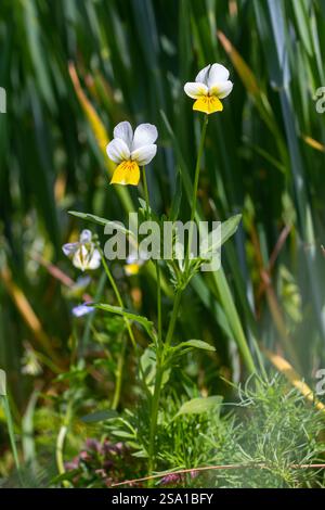 Viola arvensis est une espèce de violette connue sous le nom commun Field Pansy. Banque D'Images
