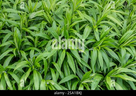 Solidago Peter Pan Goldenrod commence à fleurir à la fin de l'été. Banque D'Images