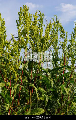 Une partie d'un buisson de sorrel Rumex confertus poussant dans la nature avec des graines sèches sur la tige. Banque D'Images