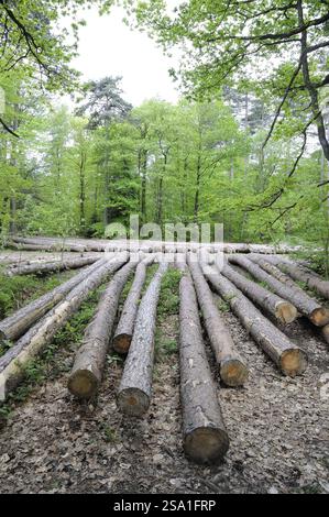 FRANCE, MARNE (51) VERZY, PARC NATUREL RÉGIONAL DE LA MONTAGNE DE REIMS, FORÊT DE VERZY Banque D'Images