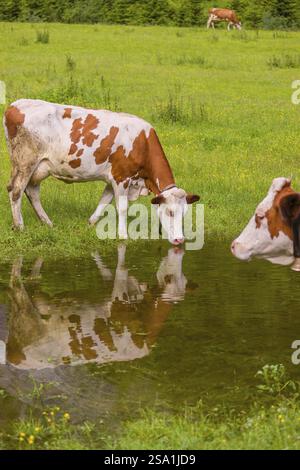 Holstein Friesian bétail se tient sur une prairie verte à une flaque et boire. Un reflet des vaches et des montagnes peut être vu dans la flaque. Vall. Moteur Banque D'Images