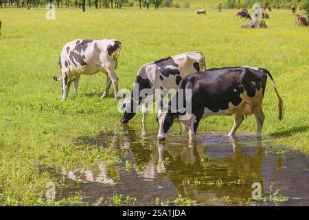 Holstein Friesian bétail se tient sur une prairie verte à une flaque et boire. Un reflet des vaches et des montagnes peut être vu dans la flaque. Vall. Moteur Banque D'Images
