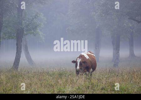Une vache frisonne Holstein paissant sur une prairie avec des arbres par une journée brumeuse. Vallée de l'ENG, Autriche, Europe Banque D'Images