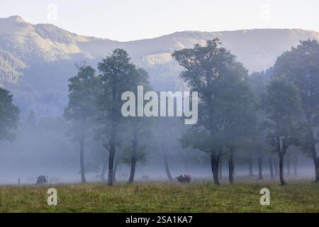 Un troupeau de vaches frisonnes Holstein paissant dans une prairie par un jour de brouillard, tandis qu'une chaîne de montagnes et une forêt peuvent être vues en arrière-plan. Val. Moteur Banque D'Images