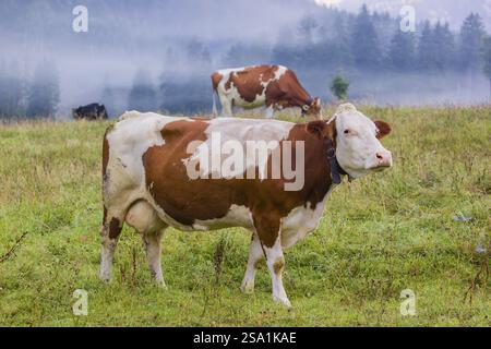 Un troupeau de vaches frisonnes Holstein paissant dans une prairie par un jour de brouillard, tandis qu'une chaîne de montagnes et une forêt peuvent être vues en arrière-plan. Val. Moteur Banque D'Images