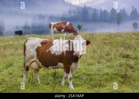 Un troupeau de vaches frisonnes Holstein paissant dans une prairie par un jour de brouillard, tandis qu'une chaîne de montagnes et une forêt peuvent être vues en arrière-plan. Val. Moteur Banque D'Images
