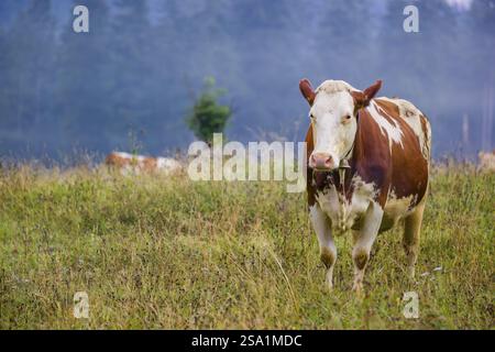 Une vache frisonne Holstein paissant sur une prairie avec des arbres par une journée brumeuse. Vallée de l'ENG, Autriche, Europe Banque D'Images