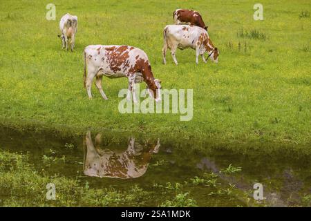 Holstein Friesian bovins se tiennent sur une prairie verte à côté d'une flaque d'eau. Un reflet des vaches et des montagnes peut être vu dans la flaque. ENG Valley, A Banque D'Images