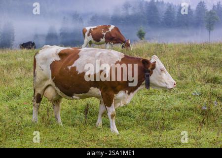 Un troupeau de vaches frisonnes Holstein paissant dans une prairie par un jour de brouillard, tandis qu'une chaîne de montagnes et une forêt peuvent être vues en arrière-plan. Val. Moteur Banque D'Images