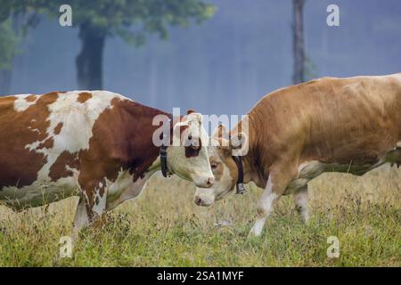 Deux vaches frisonnes Holstein se battent dans un pré par un jour de brouillard, tandis qu'une forêt peut être vue en arrière-plan. Vallée de l'ENG, Autriche, Europe Banque D'Images