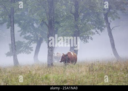 Une vache frisonne Holstein paissant sur une prairie avec des arbres par une journée brumeuse. Vallée de l'ENG, Autriche, Europe Banque D'Images