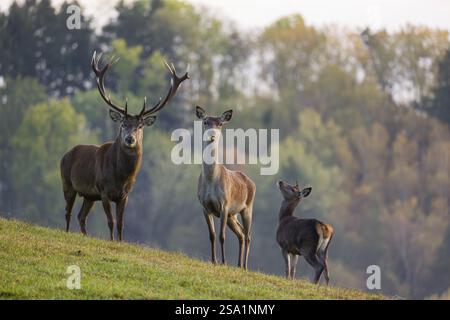 Une famille de cerfs roux (Cervus elaphus) composée d'un cerf, d'une arrière et d'un veau se dresse dans un pré. Une forêt dans le feuillage d'automne est en arrière-plan Banque D'Images