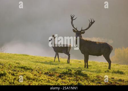 Une arrière de cerf rouge et un cerf (Cervus elaphus) se dressent contre-éclairés sur un pré. Lumière tôt le matin avec une forêt dans la brume et feuillage d'automne en arrière-plan Banque D'Images