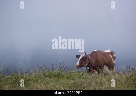 Une vache frisonne Holstein traverse une prairie par un jour brumeux. Vallée de l'ENG, Autriche, Europe Banque D'Images