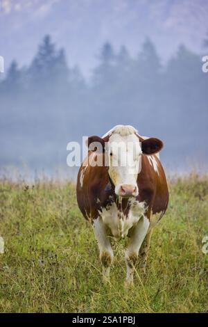 Une vache frisonne Holstein paissant sur une prairie avec des arbres par une journée brumeuse. Vallée de l'ENG, Autriche, Europe Banque D'Images