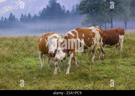 Deux vaches frisonnes Holstein se battent dans un pré par un jour de brouillard, tandis qu'une forêt peut être vue en arrière-plan. Vallée de l'ENG, Autriche, Europe Banque D'Images