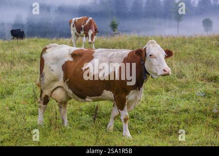Un troupeau de vaches frisonnes Holstein paissant dans une prairie par un jour de brouillard, tandis qu'une chaîne de montagnes et une forêt peuvent être vues en arrière-plan. Val. Moteur Banque D'Images