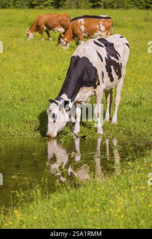 Holstein Friesian bétail se tient sur une prairie verte à une flaque et boire. Un reflet des vaches et des montagnes peut être vu dans la flaque. Vall. Moteur Banque D'Images