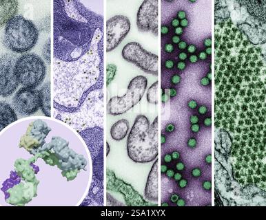 Un rendu 3D d'un anticorps en avant-plan à gauche, et des exemples de pathogènes hautement prioritaires &quotprototype&quot qui ont le potentiel de menacer la santé humaine/sont au centre des efforts de recherche sur la préparation à une pandémie de gauche à droite : hantavirus, virus de la fièvre jaune, virus Nipah, picornavirus et Chikungunya. En septembre 2024, les National Institutes of Health NIH ont établi un réseau de recherche sur la préparation à une pandémie connu sous le nom de ReVAMPP pour mener des recherches sur les pathogènes hautement prioritaires dans le but de développer des vaccins et des anticorps monoclonaux efficaces. Crédit : NIAID Voir connexe 13 septembre 20 Banque D'Images