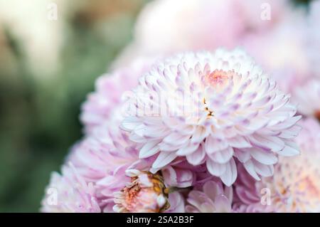 Vue rapprochée d'un chrysanthème rose pâle, mettant en valeur ses pétales délicats et sa couleur douce. Banque D'Images
