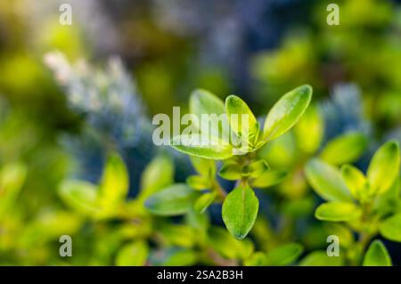 Vue rapprochée de feuilles de thym vert éclatant, mettant en valeur leur texture et leur beauté naturelle. Banque D'Images