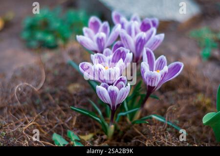 Plusieurs crocus violets avec des rayures blanches sur leurs pétales fleurissent dans un jardin. Banque D'Images