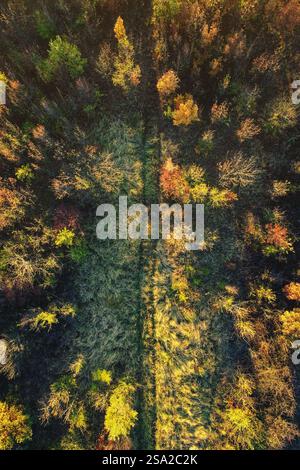 Vue de dessus du chemin de terre traversant la forêt Banque D'Images