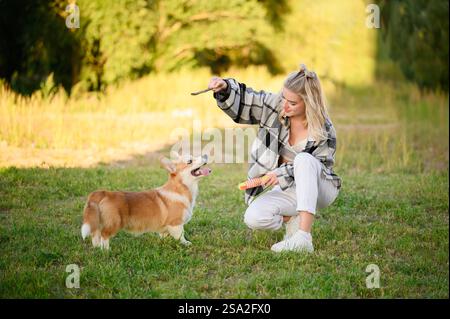 Gallois Corgi chien joue avec son propriétaire et son jouet préféré et bâton, en essayant de saisir le jouet pour lui-même, tout en marchant dans la prairie. Concept de jouer avec Banque D'Images