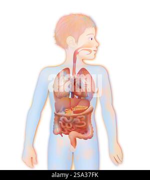 Anatomie, tronc anatomie, tronc 016889 113 Banque D'Images
