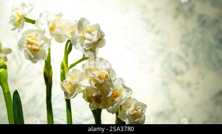 La fleur d'une jonquille double est blanche avec un noyau jaune sur un fond flou d'autres jonquilles. Premières fleurs printanières. Copier l'espace pour le texte. Banque D'Images