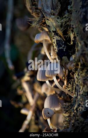 les champignons mall poussent sur le tronc d'un arbre, entourés de mousse. Banque D'Images