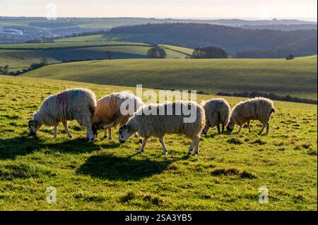 Les moutons paissent par South Downs Way sous le soleil de janvier avec en toile de fond des collines ondulantes, des bois et la côte sud dans l'East Sussex, en Angleterre. Banque D'Images