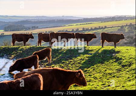 Les veaux se tiennent sur une crête près de South Downs Way sous le soleil de janvier avec en toile de fond des collines ondulantes, des bois et la côte sud dans l'East Sussex, en Angleterre. Banque D'Images
