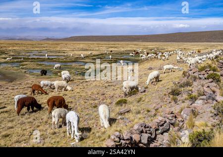 Troupeau d'alpagas dans les Andes péruviennes Banque D'Images