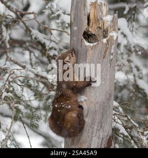 DATE D'ENREGISTREMENT NON INDIQUÉE GELENKIG... Amerikanischer Baummarder Martes americana , auch Fichtenmarder genannt, klettert im Winter BEI Schneefall einen alten morschen Baum Hoch, Yellowstone NP, USA *** Pine Marten / Baummarder / Fichtenmarder Martes americana en hiver, neige, grimper un vieil arbre creux brisé, Yellowstone NP, USA. Wyoming Nordamerika, Vereinigte Staaten von Amerika Banque D'Images