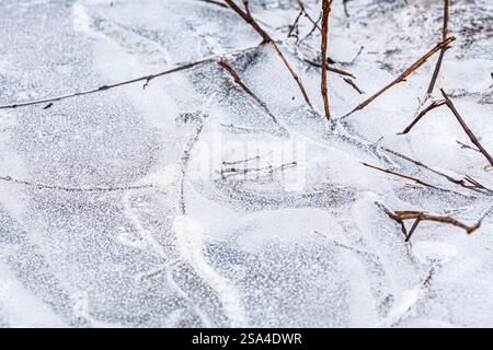 Plantes enneigées dans la forêt d'hiver pendant les chutes de neige. Image macro, faible profondeur de champ. Fond de nature hivernale Banque D'Images