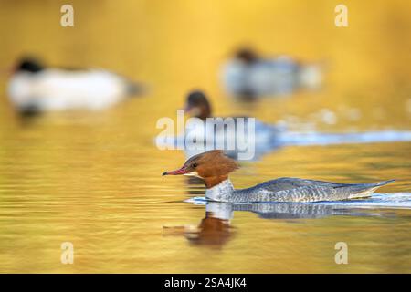 Commun merger / goosander (Mergus merganser merganser) femelle nageant parmi un groupe de goosanders dans le lac en hiver Banque D'Images