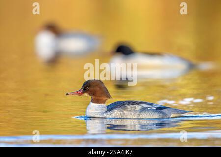 Mergansers communs / goosanders (Mergus merganser merganser), deux femelles nageant avec le mâle dans le lac en hiver Banque D'Images