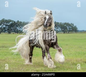 Silver dapple Gypsy Vanner étalon de cheval Banque D'Images