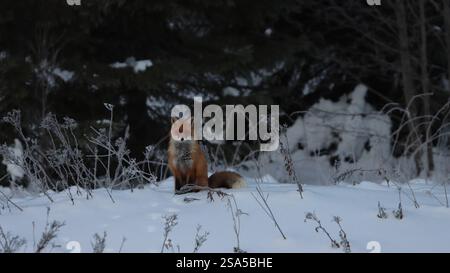 Renard assis vous regardant dans un paysage hivernal enneigé. Arbres en arrière-plan. Fleurs mortes gelées collant à travers la neige. Rouge, marron, blanc. Banque D'Images