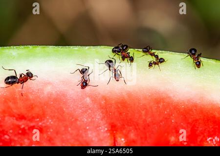 macro image avec un groupe de fourmis obtenir tout d'une pastèque, les fourmis se nourrissent de pastèque et sont très travailleuses. Banque D'Images