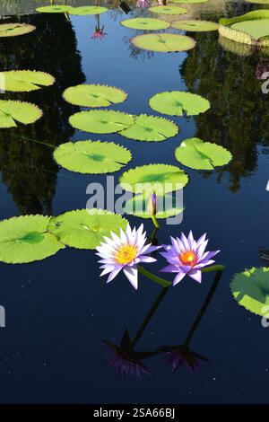 Purple Water Lily Banque D'Images