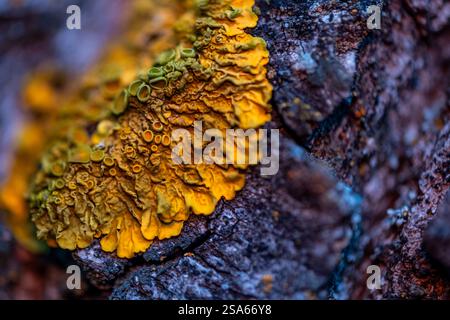 Gros plan d'une branche d'arbre avec une mousse jaune et verte qui pousse dessus. La mousse couvre toute la branche, du haut vers le bas Banque D'Images