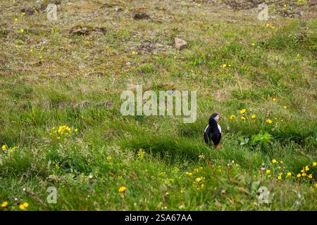 Macareux coloré dans un champ vert luxuriant repéré parmi les fleurs sauvages et l'herbe sur Dyrholaey, près de VIK et la plage noire de Reynisfjara en Islande Banque D'Images