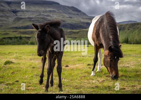 Mère cheval et poulain pâturant dans le champ de montagne islandais pittoresque dans la zone de cercle d'or en Islande Banque D'Images