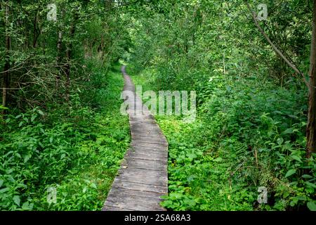 Un sentier nature serein qui est magnifiquement entouré de verdure vibrante et luxuriante partout Banque D'Images