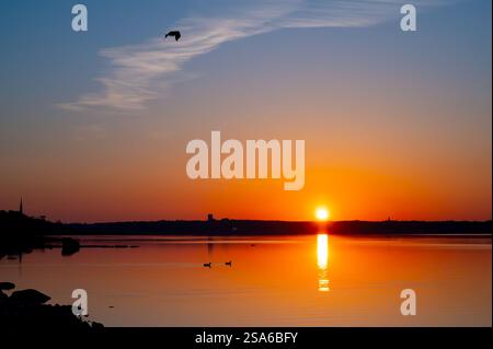 Oiseau volant devant un nuage dans un lever de soleil sur la mer avec silhouette canards nageant dans l'eau orange, série nature Banque D'Images